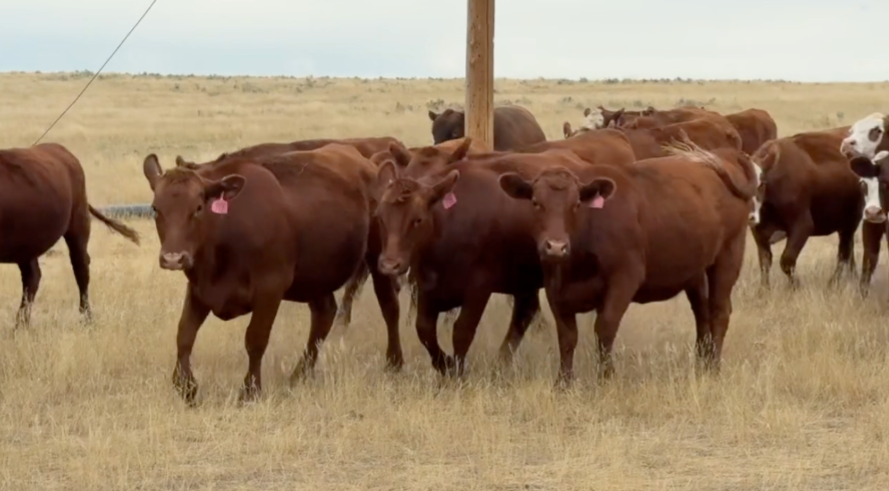 45 Head of Red Angus and Red Baldy-BH828D5